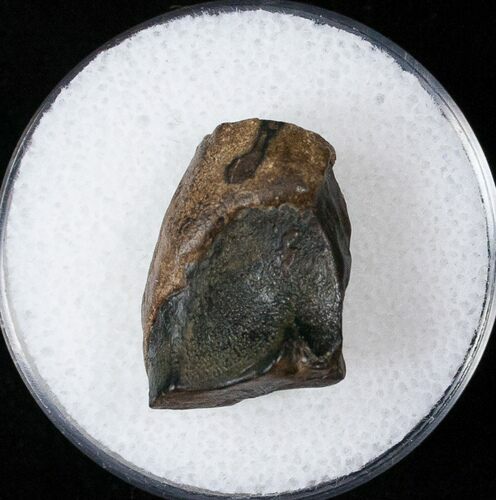 Triceratops Shed Tooth - Montana #16640